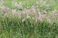 Yorkshire Fog (Holcus lanatus), Maltby