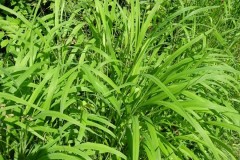 False Brome (Brachypodium sylvaticum), Oxclose Wood