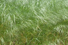 Sterile Brome (Barren ) (Bromus sterilis), Armthorpe