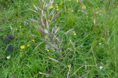 Upright Brome (Bromus erectus), Anston Stones Wood