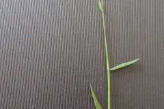 Sweet Vernal grass (Anthoxathum odoratum), Old Moor