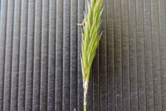 Sweet Vernal grass (Anthoxathum odoratum), Old Moor