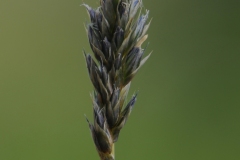 Blue Moor-grass (Sesleria caerulea), Gait Barrows