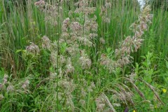 Cock’s-foot (Dactylis glomerata), Old Moor