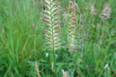 Crested Dog's-tail (Cynosaurus cristatus), Old Moor