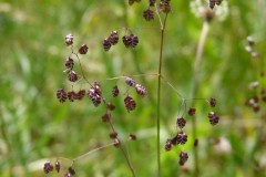 Quaking grass (Briza media), Old Moor