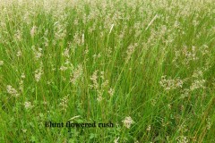 Blunt- flowered Rush (Juncus subnodulous), Shropshire.