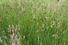 Compact Rush (Juncus conglomerata), Fenn Carr