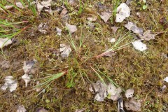 Jointed rush (Juncus articulatus), Austerfield