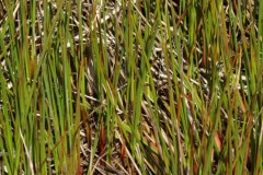 Jointed rush (Juncus articulatus), Old Moor