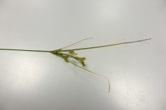 Slender Rush (Juncus tenuis), Shropshire