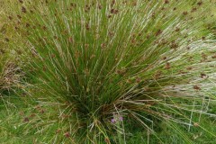 Soft Rush (Juncus effusus), Edlington Pit Top