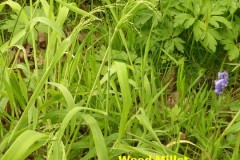 Wood Millet (Milium effusum), King’s Wood