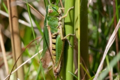 Omocestus viridulus - Common Green Grasshopper , NT Longshaw