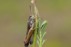 Omocestus viridulus, - Common Green Grasshopper,  Lindrick Common.