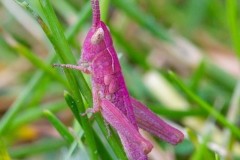 Chorthippus parallelus - Erythristic Meadow Grasshopper, Woodside Nurseries, Austerfield.