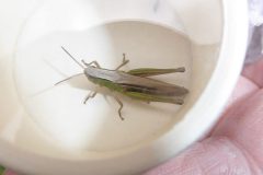 Chorthippus albomarginatus - Lesser Marsh Grasshopper, Bentley Common Wood