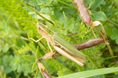 Chorthippus albomarginatus - Lesser Marsh Grasshopper, Danes Hill NR