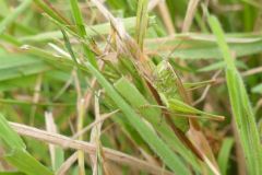 Conocephalus discolor - Long Winged Conehead, Thorne Moor