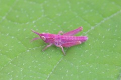 Chorthippus parallelus - Meadow Grasshopper, (nymph showing erythrism), Woodside Nurseries, Austerfield.