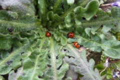 7 Spot Ladybirds