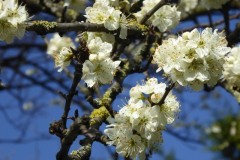 Blackthorn Blossom