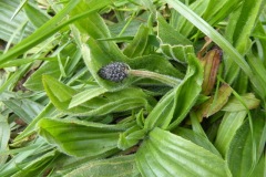 Hoary Plantain