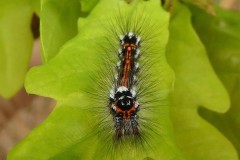 Yellow-tail moth  Euproctis similis 2