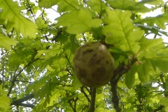 Oak Apples gall