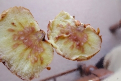 Oak Apples gall opened