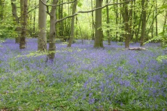 Bluebells in Hagg Wood 2