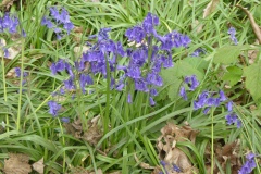 Bluebells in Hagg Wood 3