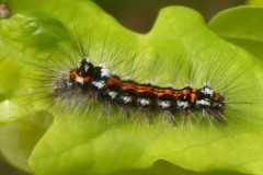 Yellow-tail moth  Euproctis similis 1