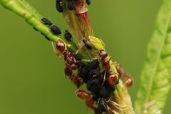 Myrmica rubra farming Aphis fabae