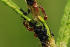 Myrmica rubra farming Aphis fabae