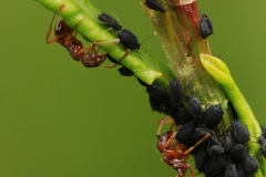 Myrmica rubra farming Aphis fabae