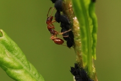 Myrmica rubra farming Aphis fabae