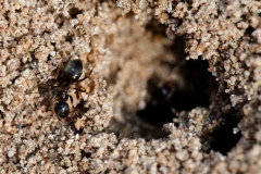 Lasius niger -  Black Garden Ant, Lound