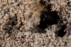 Lasius niger -  Black Garden Ant, Lound