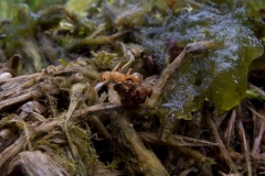 Lasius flavus, Clumber Park