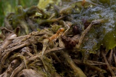 Lasius flavus, Clumber Park