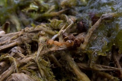 Lasius flavus, Clumber Park