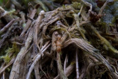 Lasius flavus, Clumber Park