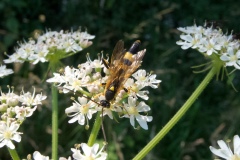 Amblyteles armatorius, Anston Stones Wood