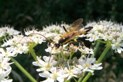 Amblyteles armatorius, Anston Stones Wood