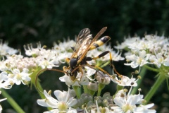 Amblyteles armatorius, Anston Stones Wood