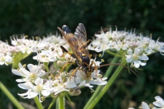 Amblyteles armatorius, Anston Stones Wood