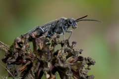 Dolerus nitens, Danes Hill NR