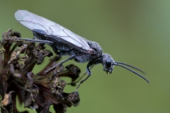 Dolerus nitens, Danes Hill NR