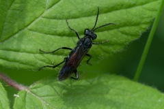 Macrophya annulata, Lound